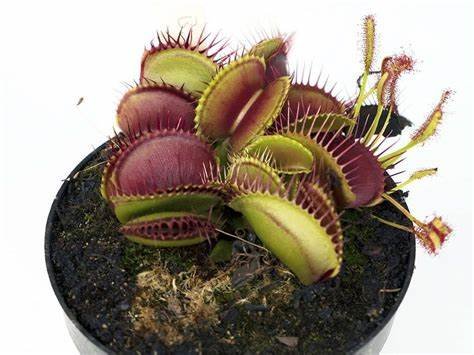 Venus Flytrap